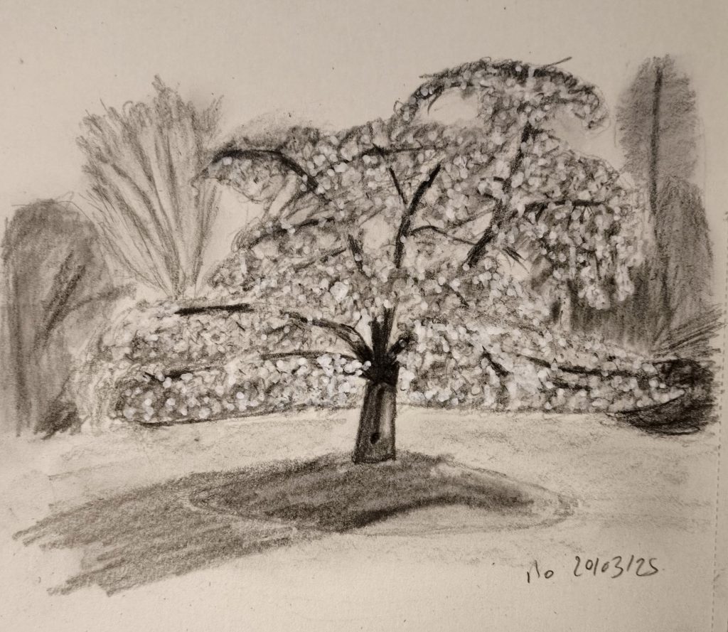 Landscape tree Cambridge botanic garden graphite pencil posca sketching 20-3-25