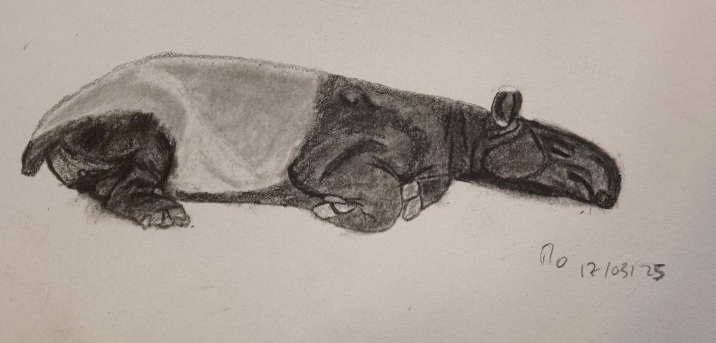 Sleeping tapir animal graphite pencil sketching posca marker pen 17-03-2025