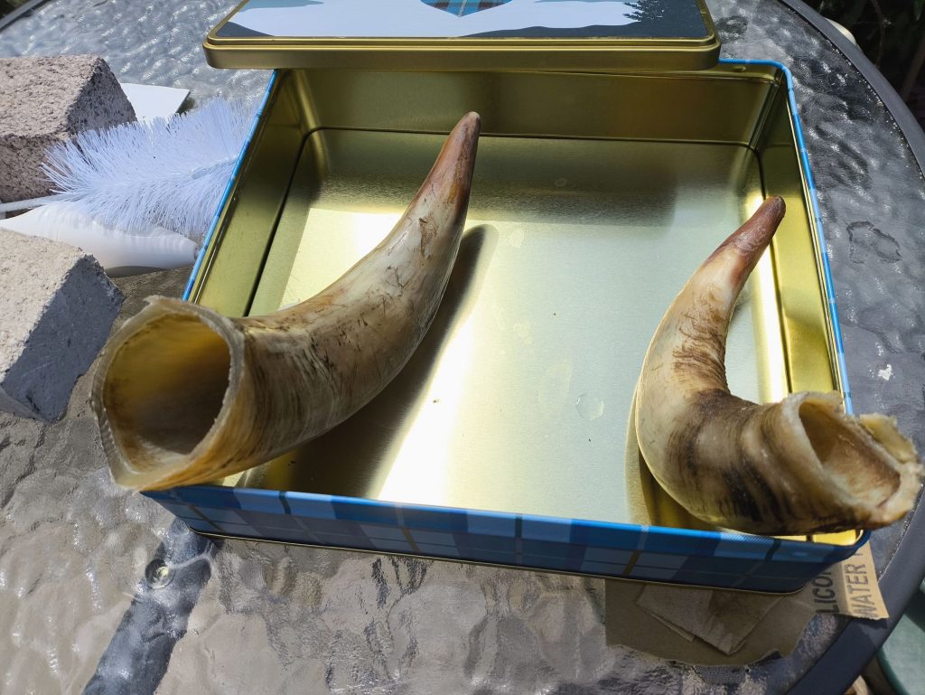 Viking Drinking horn made from cow horn