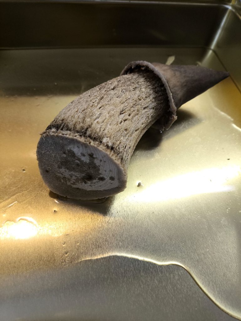 Viking Drinking horn made from cow horn