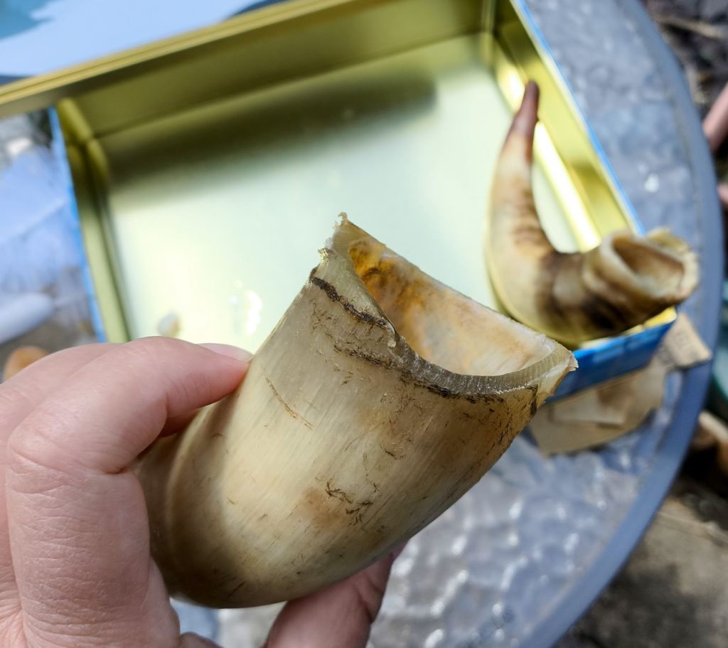 Viking Drinking horn made from cow horn