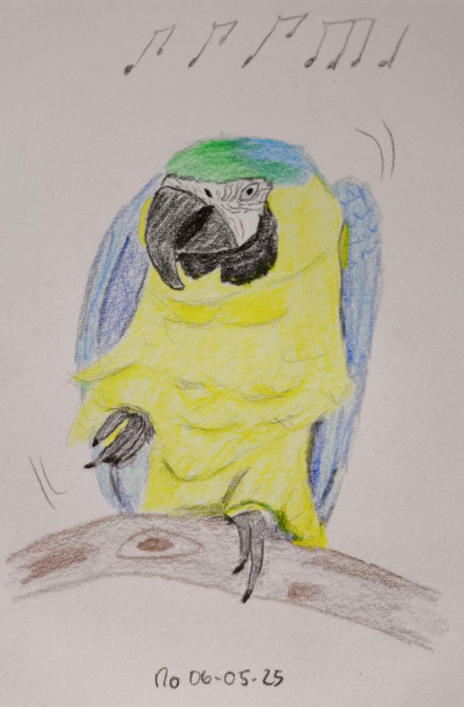 Parrot animal drawing using colour pencils sketching 06-05-2025