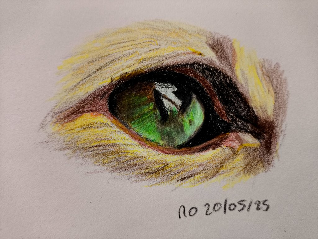 Cat eye animal coloured pencil sketching 20-05-25
