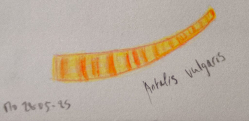 Common tusk shell animal coloured pencil sketching 28-05-25