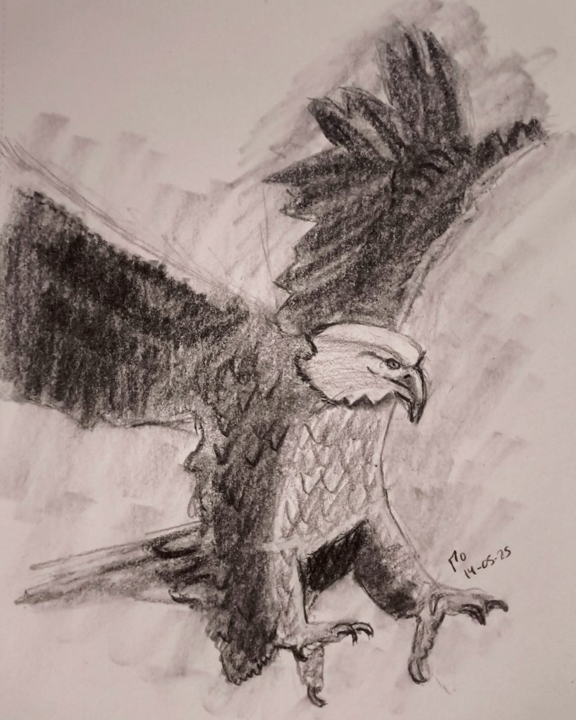 Eagle animal graphite pencil sketching 14-05-2025