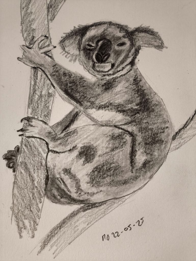 Koala animal graphite pencil sketching 22-05-2025