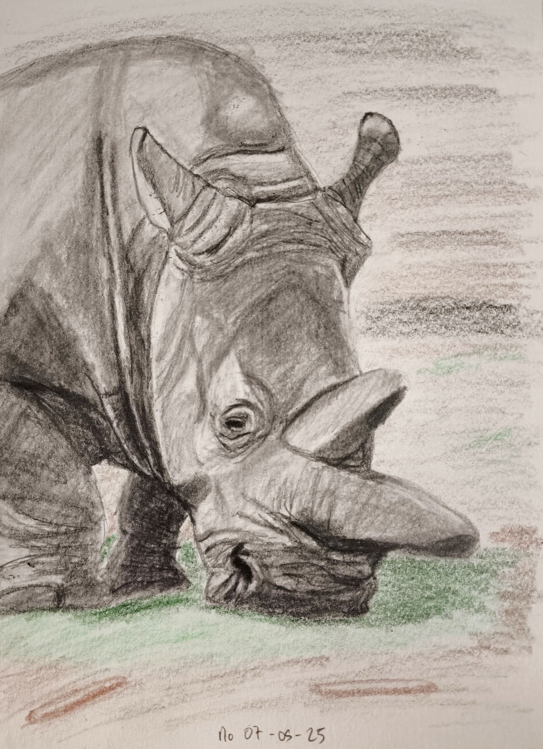 Sketch of a rhinoceros nibbling grass