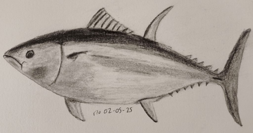 Sketch tuna graphite pencil 02-05-2025