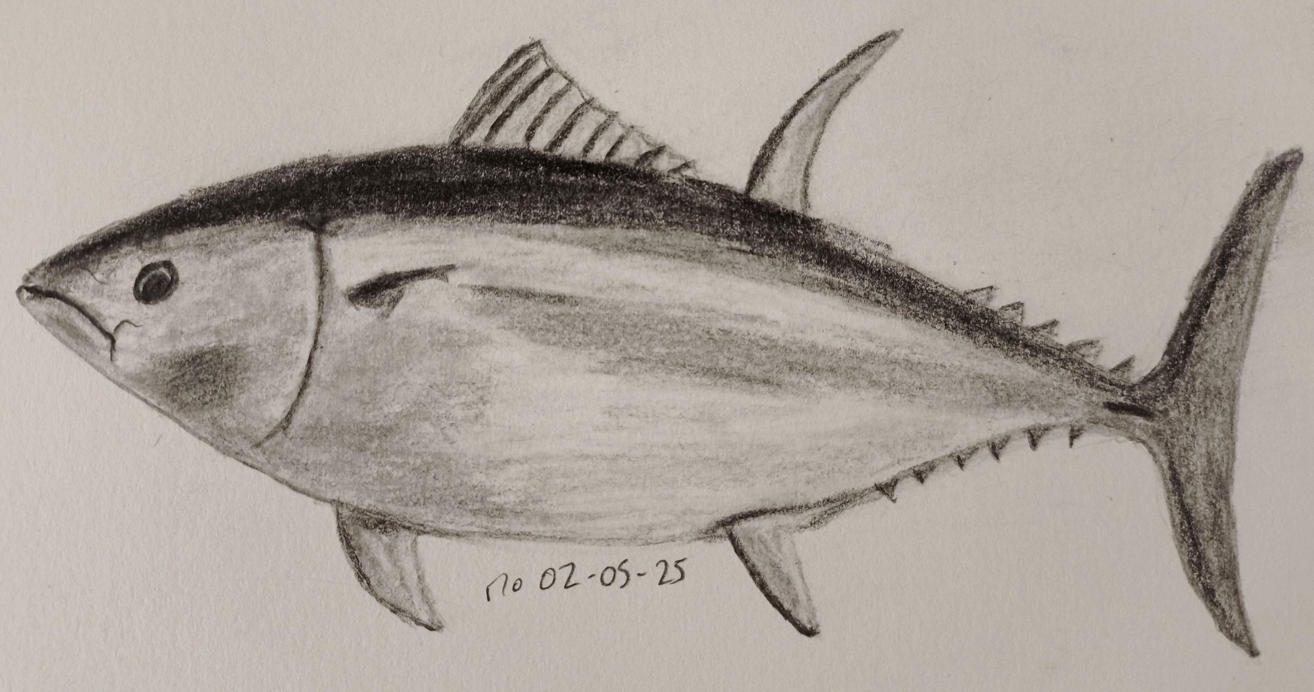 Sketch of an Atlantic bluefin tuna