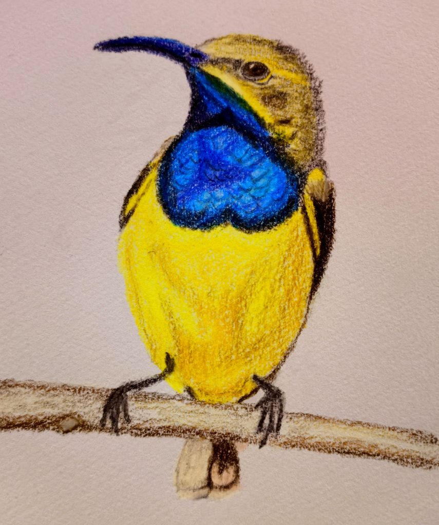 coloured pencils draw of cinnyris frenatus 23-05-25