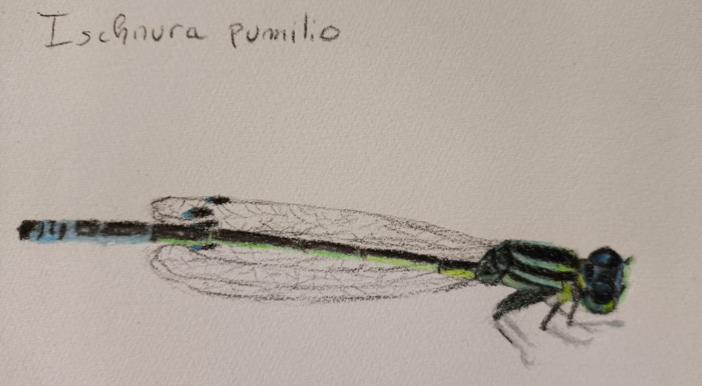 dragonfly animal coloured pencil sketching 05-25