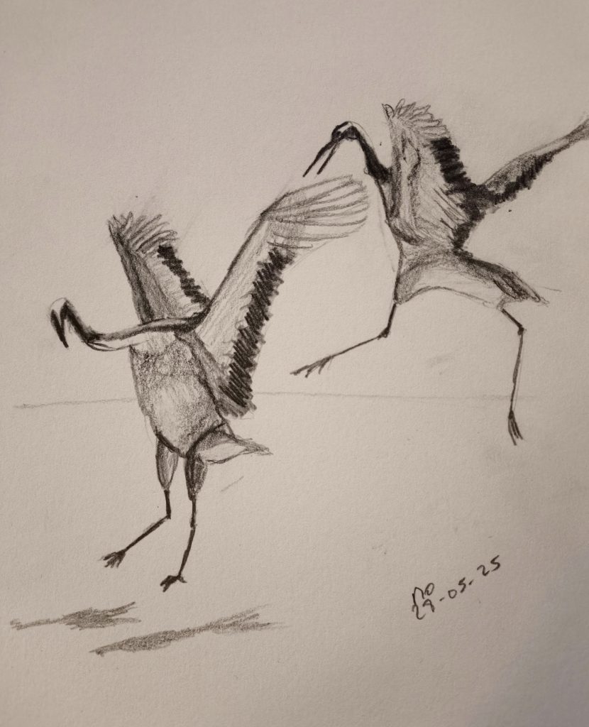 heron bird animal graphite pencil sketching 28-05-2025