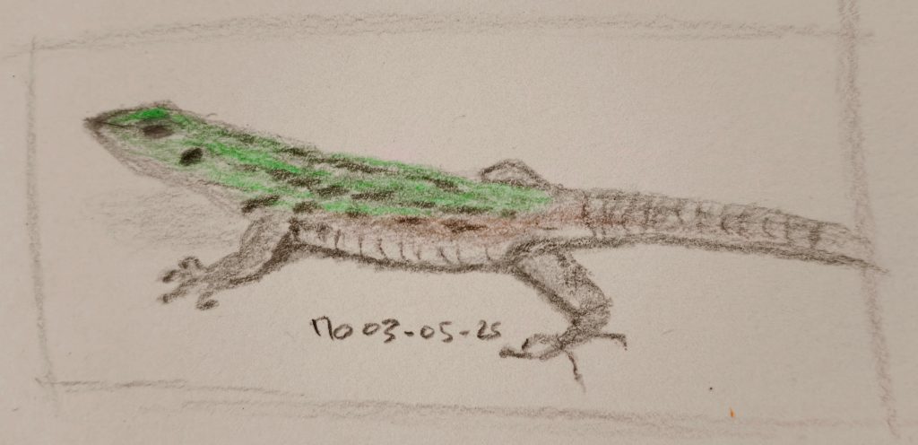 lizard animal coloured pencil sketching 03-05-25