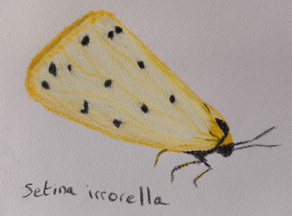 moth butterfly animal coloured pencil sketching 05-25