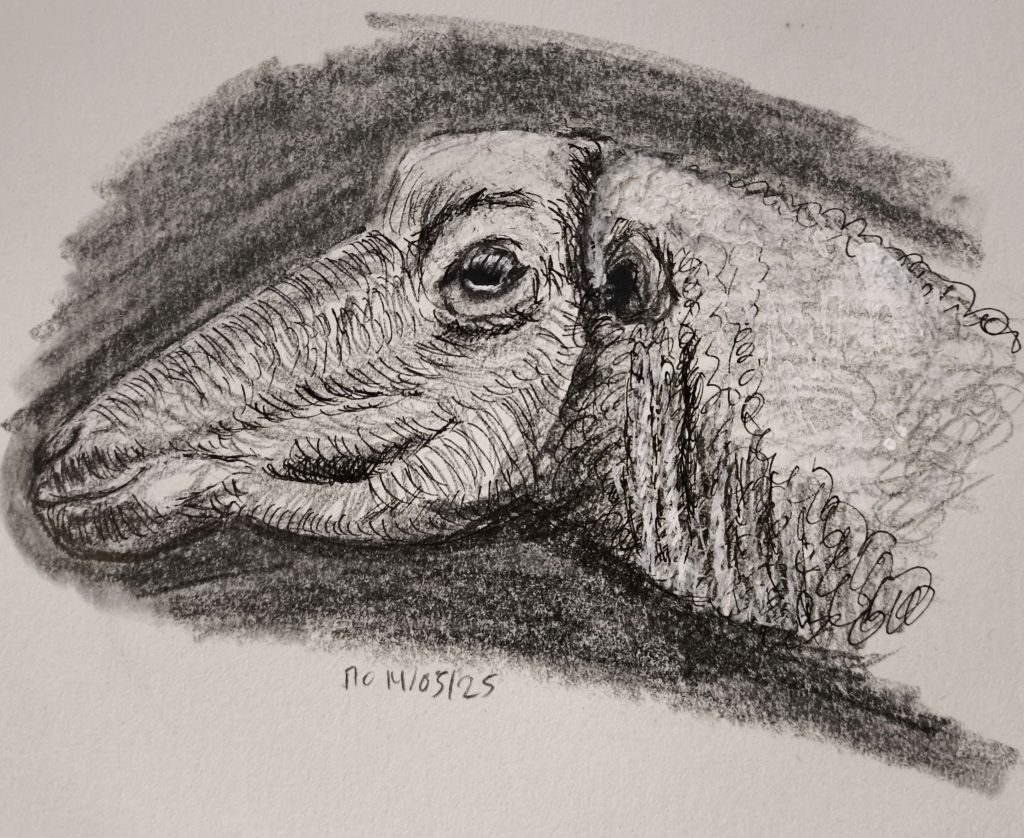 sheep head animal graphite pencil fineliner white posca pen sketching 14-05-2025